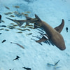 Sunbutter Bg Ocean Sharks