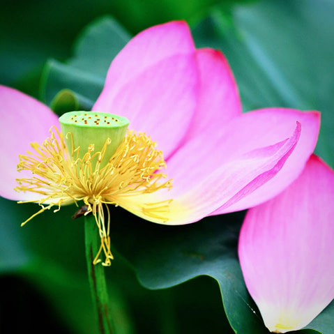 Pink Lotus Stem Cell Ingredient
