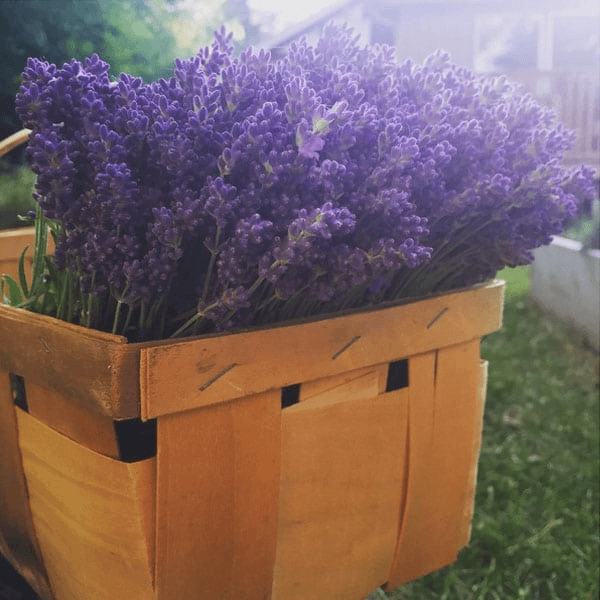 lovebee lavender