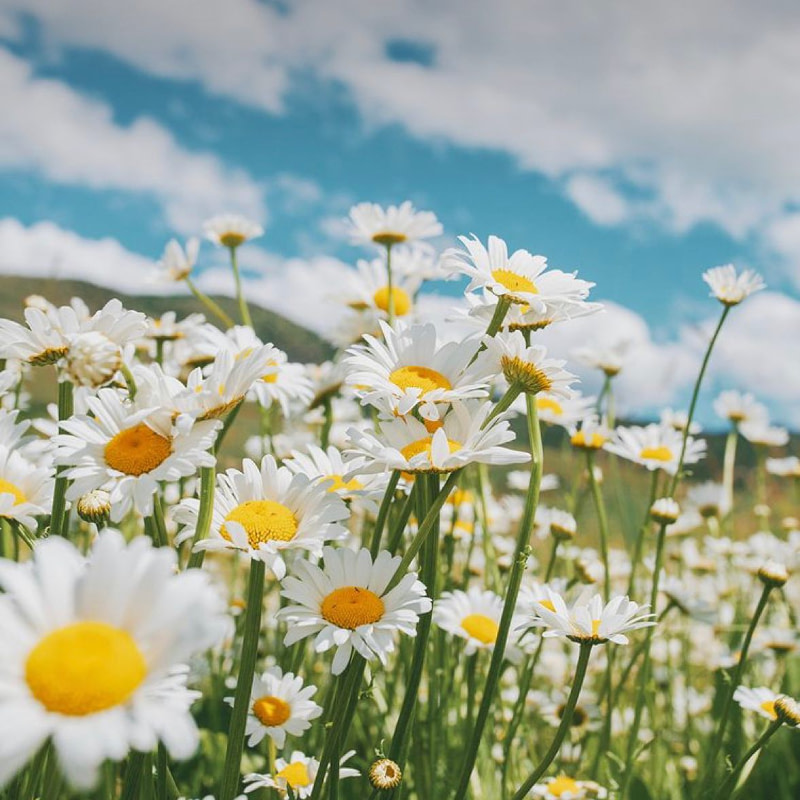 ojai wild chamomile facial oil 3