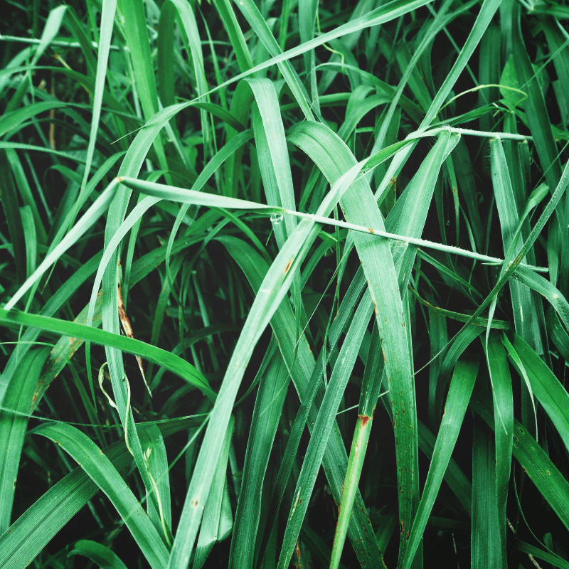 Anima Mundi Haitian Vetiver