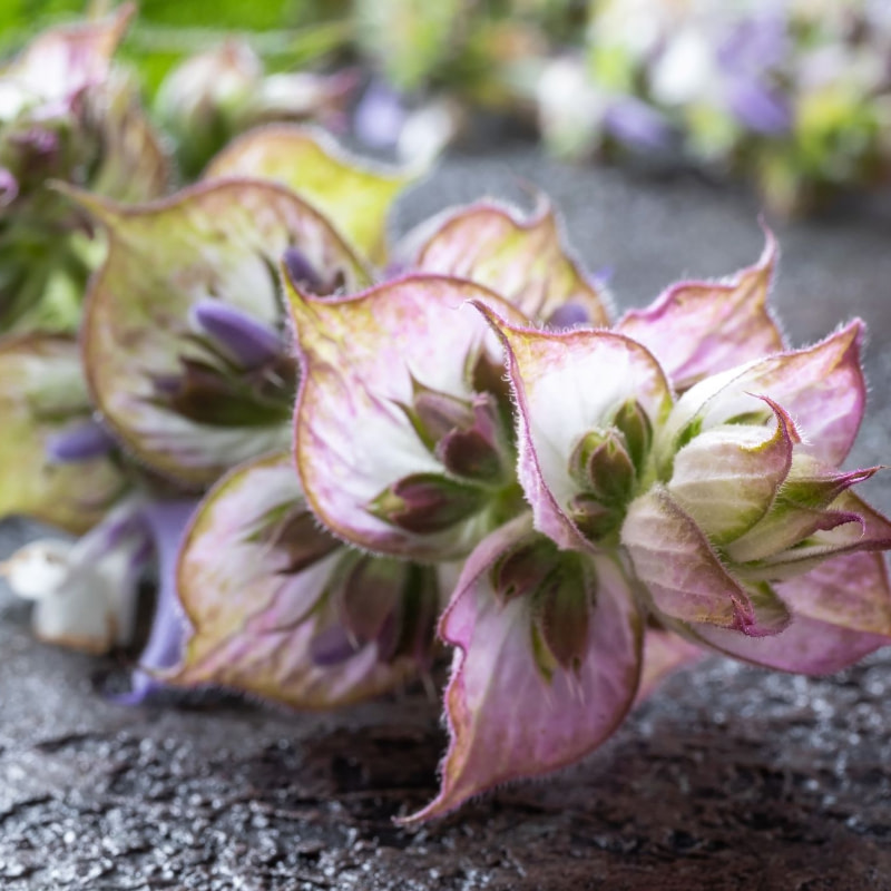 Anima Mundi clary sage