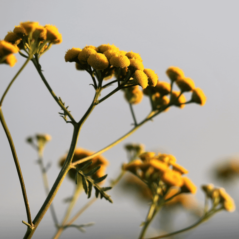 Anima Mundi helichrysum