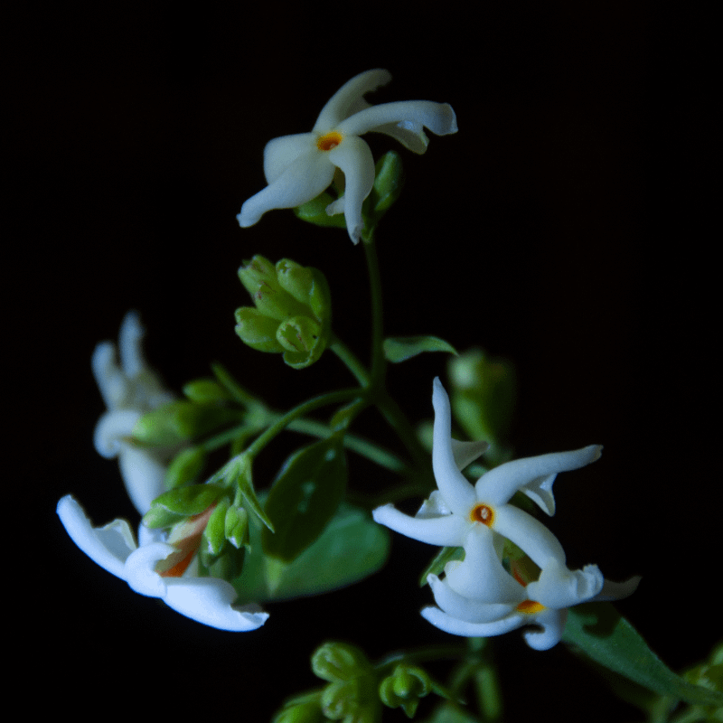 Anima Mundi night blooming jasmine