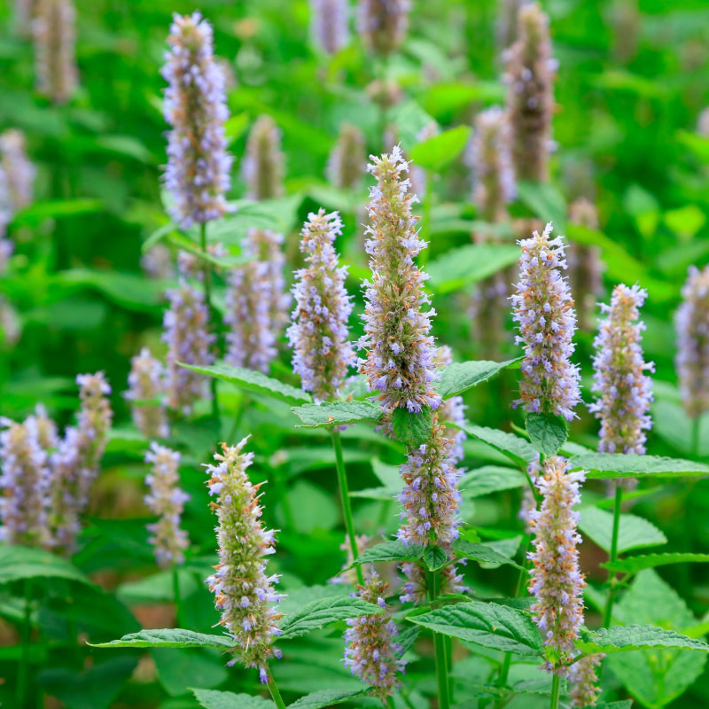 Anima Mundi patchouli