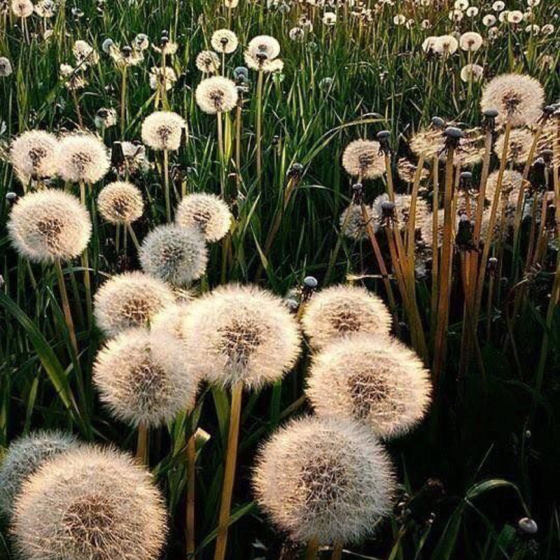 Ojai Wild Dandelion