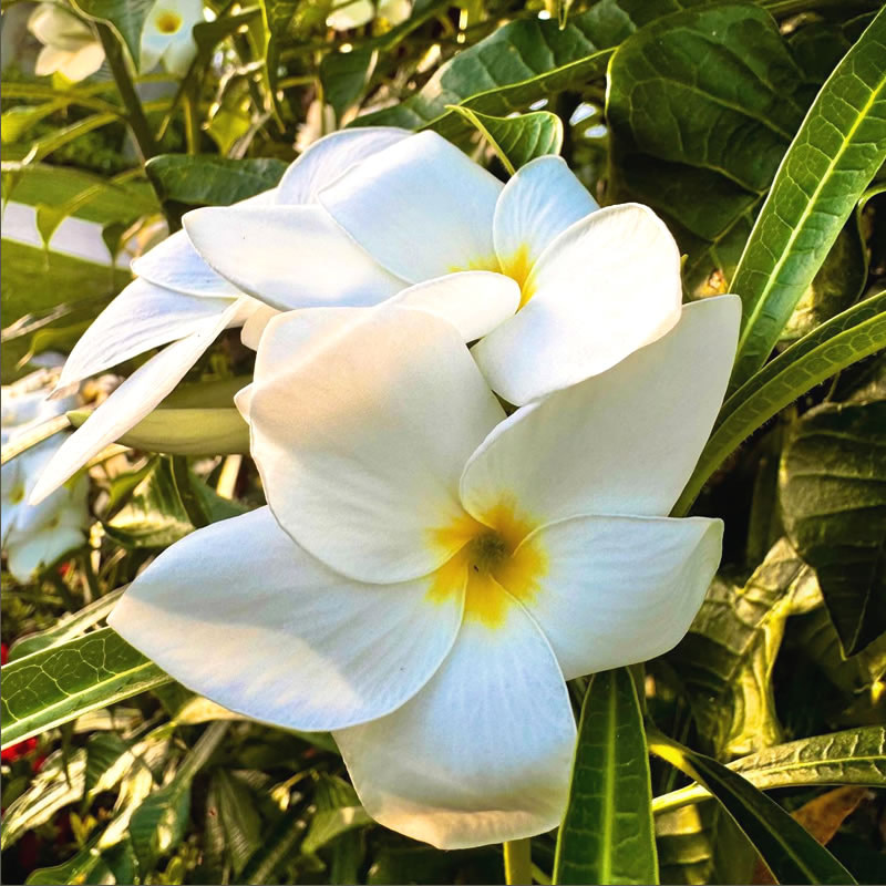 Siam Seas 250115 800 Flowers