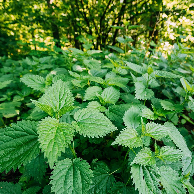 Se Nettle Toner Se Nettle Toner