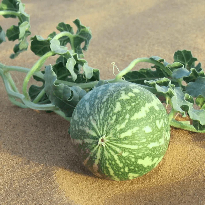 Blue Heaven Kalahari Melon Seed Oil